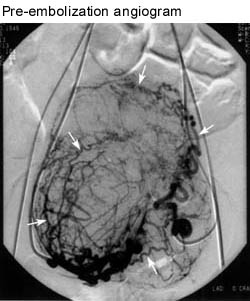 preang.jpg (20749 bytes)